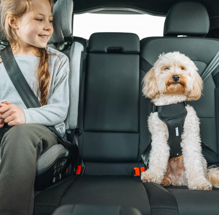 Thule Cappy dog car harness