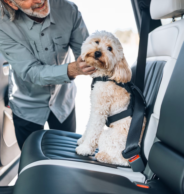 Thule Cappy dog car harness