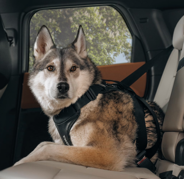 Thule Cappy dog car harness