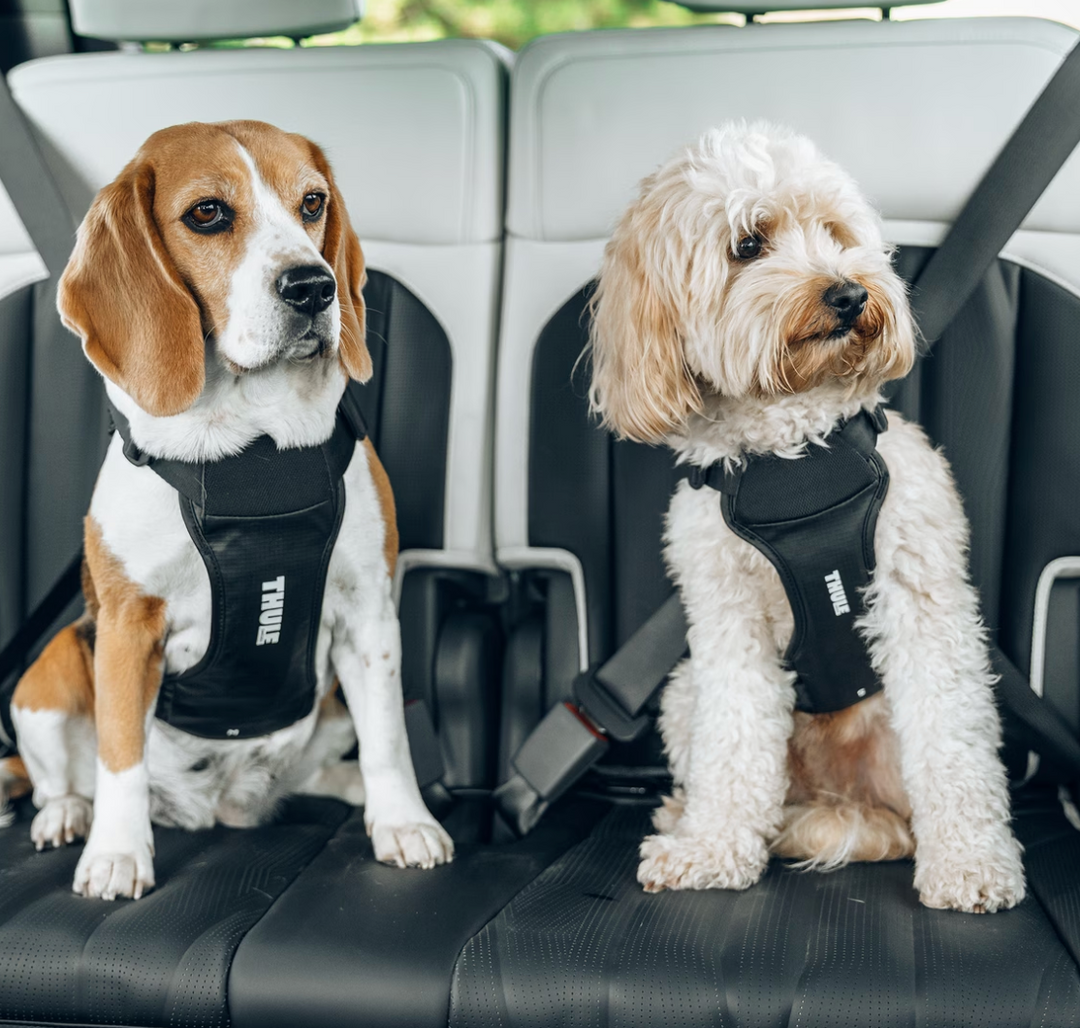 Thule Cappy dog car harness