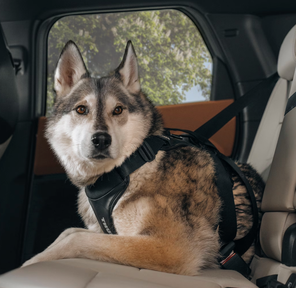 Thule Cappy dog car harness